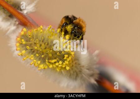 Close-up de pollinisation de l'abeille sur fleur jaune Banque D'Images