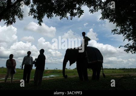 02 mars 2004 ; Way Kambas, Lampung, Indonésie ; Indonésie : école pour éléphant sauvage au parc national de Way Kambas. Les éléphants sauvages qui bavardaient par les villageois à cette zone, formés afin d'être en mesure d'être ÔmenghalauÕ ou éléphants sauvages de la terre peopleÕs et sont des attractions touristiques pour l'équitation et le caressage.. (Crédit image : JiwaFoto/ZUMAPRESS.com) Banque D'Images