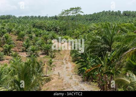 Plantation d'huile de palme près de Sandakan, Sabah, Malaisie Banque D'Images
