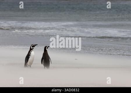 Îles Malouines. Deux pingouins se tiennent sur la plage balayée par le vent avec son sable soufflé. Banque D'Images