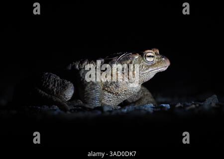 Crapaud commun Bufo bufo. Énorme grenouille pendant la migration de la saison d'accouplement dans la nuit profonde. Nature de la république tchèque. Banque D'Images