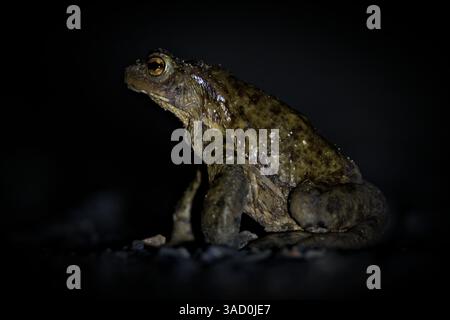 Crapaud commun Bufo bufo. Énorme grenouille pendant la migration de la saison d'accouplement dans la nuit profonde. Nature de la république tchèque. Banque D'Images