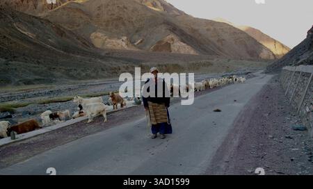 04 sept. 2011 - Ladakh, Inde - Une dame nomade emmène des chèvres Pashmina paître près de la rivière Indus ou Sindhu qui traverse les montagnes de l'Himalaya. Sa famille vit dans le désert de Changthang qui s'étend de l'est du Tibet à l'ouest du Ladakh. Ces nomades sont des éleveurs de laine Pashmina et vivent une vie migratoire dans des tentes frugales. (Crédit image : © Jaina Mishra/ZUMAPRESS.com) Banque D'Images