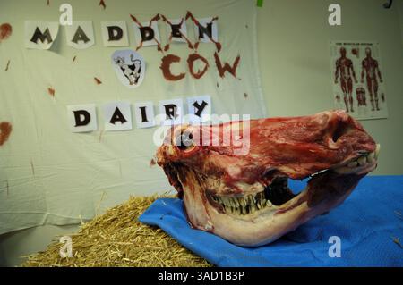 07 juillet 2007 - Roswell, Nouveau-Mexique, Etats-Unis - Un crâne de vache à l'Alien Encounter Funhouse le jeudi 5 juillet 2007 à Roswell, Nouveau-Mexique. ..2007 marque le 60e anniversaire de l'incident de Roswell, la découverte présumée d'une soucoupe volante écrasée à 30 miles au nord du centre-ville de Roswell par le rancher W.W. ''Mac'' Brazel et la présumée ''dissimulation'' par l'armée américaine, qui a officiellement étiqueté les restes sur le site de l'accident ''un ballon météo top secret''. ..le festival Roswell, avec une panoplie d'éléments qui font appel au touriste et au vrai croyant, propose un concours de costumes extraterrestres, tournée Banque D'Images