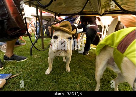 26 octobre 2008 - long Beach, Californie, États-Unis - les chiens attendent sous la table d'inscription pendant que leurs tuteurs remplissent les documents à la haute Dog Howl'oween Parade annuelle, le plus grand événement d'Halloween animal de compagnie au monde, à long Beach, CA le dimanche 26 octobre 2008. (Crédit image : © Brian Cahn/ZUMAPRESS.com) Banque D'Images