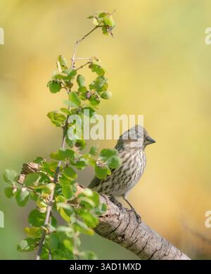 Femelle Cassin's finch, saison d'automne, Capulin Springs Trail, Sandia Mountains, Cibola National Forest, nouveau Mexique, États-Unis Banque D'Images