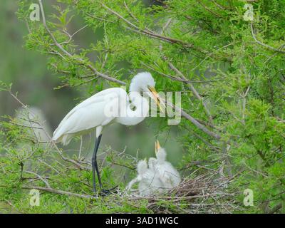 Grande aigrette avec des poussins dans le nid, Smith Oaks Sanctuary, Texas. Banque D'Images