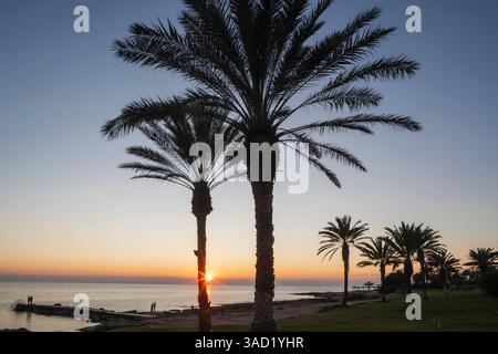 Chypre, Paphos, palmiers en bord de mer au coucher du soleil Banque D'Images
