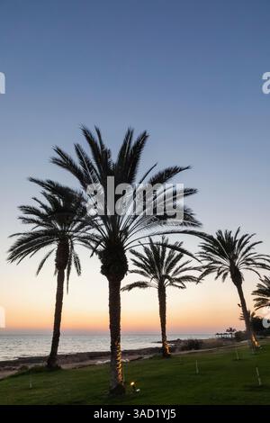 Chypre, Paphos, palmiers en bord de mer au coucher du soleil Banque D'Images