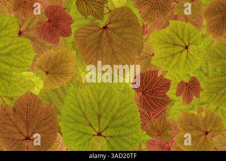 États-Unis, État de Washington, Seabeck, États-Unis, État de Washington, Seabeck. Gros plan sur les feuilles de raisin. ©Don Paulson / Galerie Jaynes / DanitaDelimont.com Banque D'Images