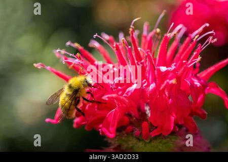 Issaquah, État de Washington, États-Unis. Fleur de baume d'abeille pollinisée par un bourdon Banque D'Images