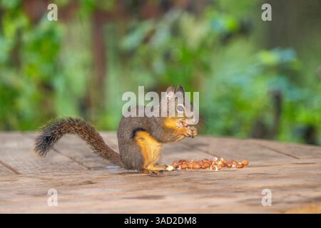 Issaquah, État de Washington, États-Unis. Écureuil Douglas mangeant des cacahuètes sur une table de patio en bois Banque D'Images