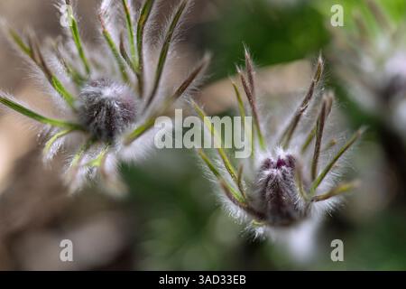 Fleur pasque commune, Pulsatilla vulgaris, fleurs Banque D'Images