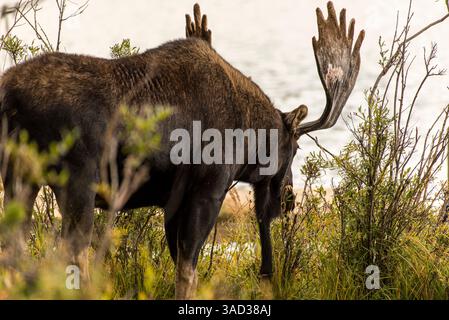 Gros plan de Moose par derrière Banque D'Images