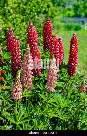 Le lupin de jardin, Lupinus polyphyllus, est également connu sous le nom de lupin pérenne. C'est une plante du genre lupin, qui appartient à la sous-famille des papilionacées de la famille des légumineuses. Les lupins sont cultivés dans de nombreuses variétés de couleurs. Banque D'Images