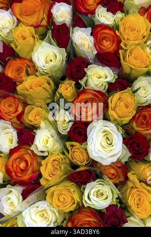 Vue rapprochée d'en haut de roses en bouquet bouquet de roses avec des roses blanc jaune rouge foncé, international Banque D'Images