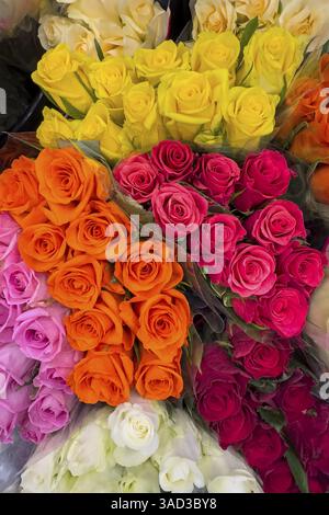 Vue de dessus de l'offre arrangement de roses en cinq bouquets bouquets de roses avec rose rose jaune rouge clair rouge foncé orange roses, international Banque D'Images