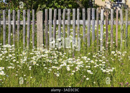 Marguerites de prairie fleuries luxuriantes (Leucanthemum vulgare) sur une clôture en bois, Saxe, Allemagne, Europe Banque D'Images