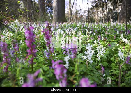 Hollow larkspur (Corydalis cava), jardin anglais, Munich, Bavière, Allemagne, Europe Banque D'Images