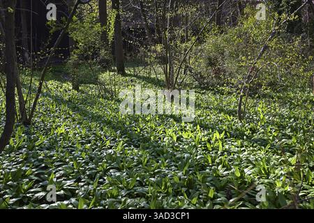 Ail sauvage (Allium ursinum), jardin anglais, Munich, Bavière, Allemagne, Europe Banque D'Images