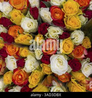 Vue rapprochée d'en haut de roses en bouquet bouquet de roses avec des roses blanc jaune rouge foncé, international Banque D'Images