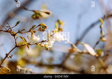 Purple honeysuckle Winter Beauty, Lonicera x purpusii Rheder, flowers Banque D'Images