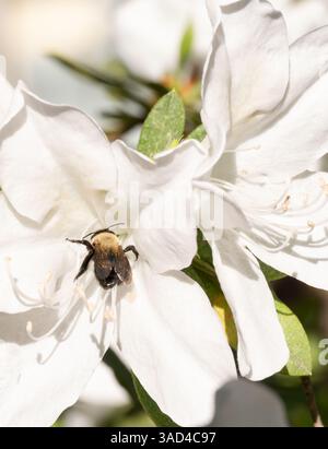 Gros plan d'une bourdon recueillant du pollen dans une fleur d'azalée blanche au Texas. Banque D'Images