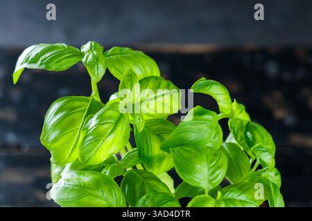 Basilic vert frais poussant dans pot sur table en bois, gros plan Banque D'Images