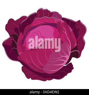vecteur de chou rouge. Légume frais avec des feuilles dans un style de dessin animé doodle. Illustration d'ingrédient alimentaire isolé sur un fond blanc. Illustration de Vecteur