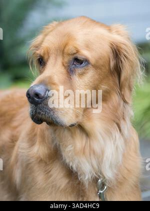 Portrait de chien Golden Retriever. Banque D'Images