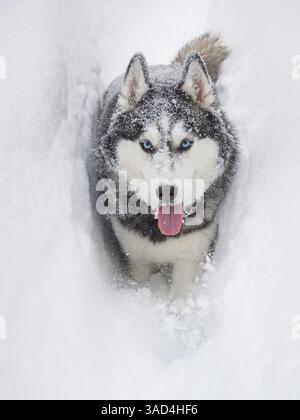 Chien Husky d'Alaska courant dans la neige. Banque D'Images