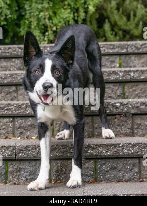 Portrait de chien Border Collie à l'extérieur. Banque D'Images