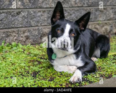 Portrait de chien Border Collie à l'extérieur. Banque D'Images