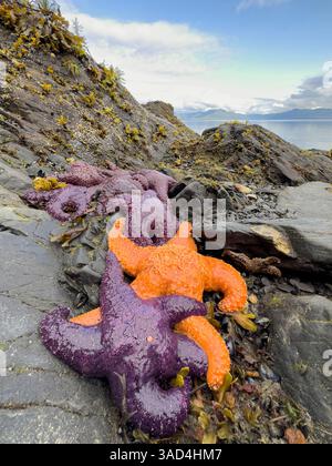 Étoiles de mer violettes et orange sur le rivage à marée basse, Alaska, États-Unis. Banque D'Images