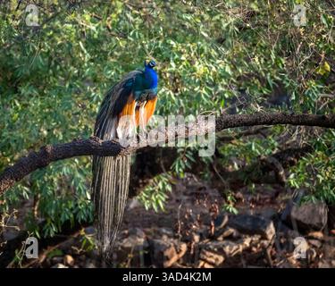 Inde, Rajasthan. Parc national de Ranthambore. Perle mâle ou paon dans la lumière du soleil du matin perché sur une branche Banque D'Images