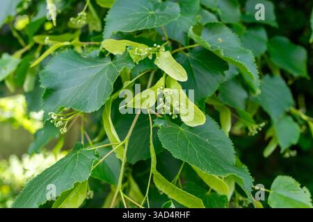 Des feuilles vert vif tilleul et des grappes délicates de petites fleurs sont vues sur la plante dans un cadre naturel au début du printemps. La lumière du soleil filtre THRO Banque D'Images