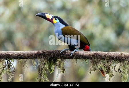 Gros plan d'un Mountain-Toucan à bec plat perché sur une branche moussue dans le nord-ouest de l'Équateur. Banque D'Images