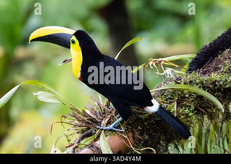 Gros plan d'un Choco Toucan perché sur une branche moussue dans la forêt nuageuse de l'Équateur. Banque D'Images