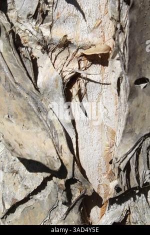 Gros plan abstrait texturé du tronc d'écorce d'arbre de papier Banque D'Images