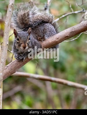 Gros plan d'un écureuil gris alerte perché sur une branche avec un fond de forêt mou. Vue détaillée de la faune urbaine dans un cadre naturel. Banque D'Images