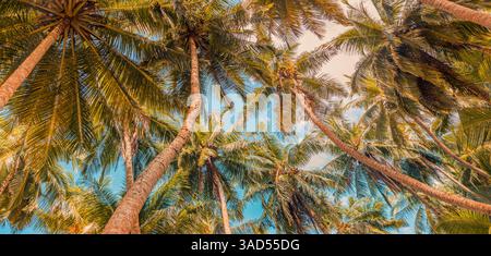 Palmiers verts contre ciel bleu et nuages blancs. Forêt tropicale de jungle avec ciel bleu vif, bannière panoramique de la nature. Paysage naturel idyllique Banque D'Images