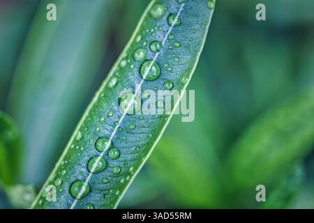 Belle vue macro de la feuille avec des gouttelettes brillantes, des détails complexes et des textures vibrantes, mettant en valeur la beauté de la nature en gros plan époustouflant Banque D'Images