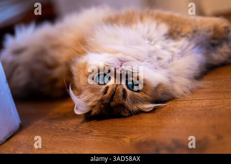 Un luxueux NY11 British Longhair s'étend confortablement sur un sol chaud, regardant vers le haut avec une expression ludique et un somptueux manteau doré Banque D'Images