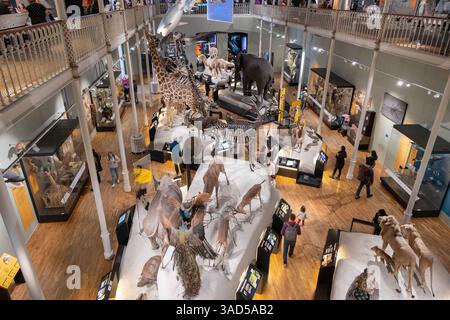 Galeries Natural World dans l'intérieur du Musée national d'Écosse à Édimbourg, Écosse, Royaume-Uni. Banque D'Images