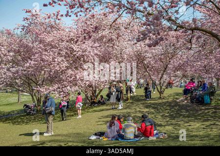 München, Deutschland 03. Avril 2025 : Im Bild : Die Kirschblüte der japanischen Kirschbäume, ein Blütenparadies im Olympiapark in München lockt zur Zeit viele Besucher und Touristen an. Bayern *** Munich, Allemagne 03 avril 2025 dans l'image la fleur des cerisiers japonais, paradis des fleurs dans le parc olympique de Munich attire actuellement de nombreux visiteurs et touristes en Bavière Copyright : xFotostandx/xFritschx Banque D'Images