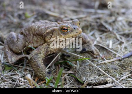 Le crapaud commun, le crapaud européen ou dans les parties anglophones de l'Europe, tout simplement le crapaud (Bufo bufo) assis Banque D'Images