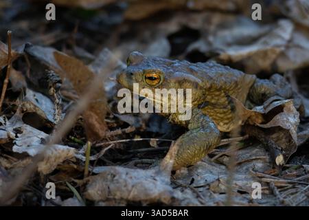 Le crapaud commun, le crapaud européen ou dans les parties anglophones de l'Europe, tout simplement le crapaud (Bufo bufo) assis Banque D'Images