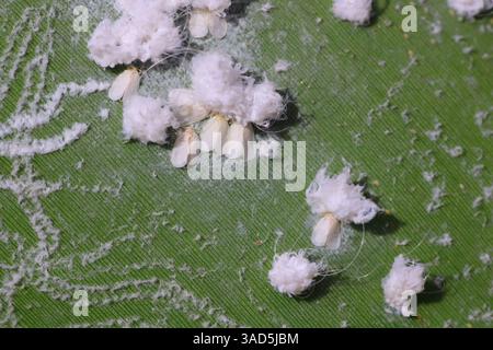 Whitefly, famille Aleyrodidae. les larves de colonies et les adultes se nourrissent sur la face inférieure des feuilles des plantes. Banque D'Images