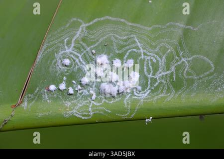 Investissement de mouches blanches et larves sur la face inférieure des feuilles. Whitefies, famille Aleyrodidae. Banque D'Images
