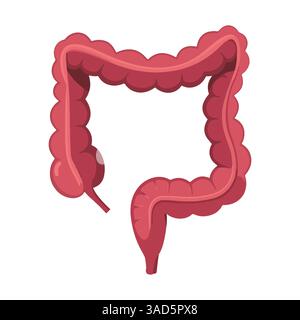 Illustration vectorielle d'icône de gros intestin pour l'anatomie humaine. Mignon design plat des organes internes, idéal pour les graphiques éducatifs et liés à la santé. PE Illustration de Vecteur